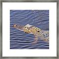 South Padre Island American Alligator Framed Print