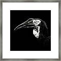 Southern Ground Hornbill Framed Print