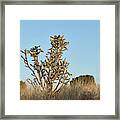 Southwest Cactus Landscape Framed Print