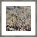 Southwest Desert Ground View Framed Print