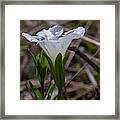 Sparkly White Flower Framed Print