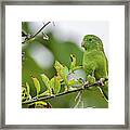 Spectacled Parrotlet Orquideas Del Tolima Ibague Colombia Framed Print