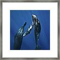 Sperm Whale Family Framed Print