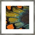 Spicebush Swallowtail Butterfly Wing Framed Print