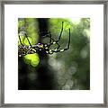 Spider Girl Framed Print