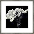 Spotlight Series Five Framed Print