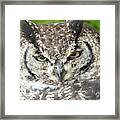 Spotted Eagle Owl Framed Print
