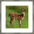 Spotted Fawn Framed Print