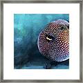 Spotted Puffer All Blown Up Framed Print