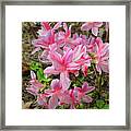 Spring Azaleas In Pink Framed Print