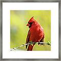 Spring Cardinal Framed Print