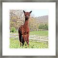 Spring Cria Framed Print