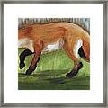 Spring Fox Framed Print