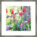 Spring Garden Framed Print