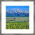 Spring In Grand Teton National Park Framed Print