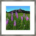 Spring Wildflowers At The Flatirons Framed Print
