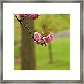 Springtime Blossoms In Central Park Framed Print