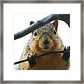 Spying Fox Squirrel Framed Print