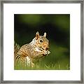 Squirrel, Close-up, Ground View Framed Print