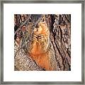 Squirrel Eating In Tree Framed Print