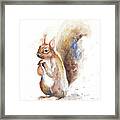 Squirrel Framed Print