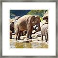 Sri Lanka - Pinnawela Elephant Framed Print