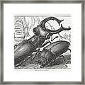 Stag Beetle Lucanus Cervus, Wood Framed Print