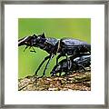 Stag Beetle Mating Framed Print