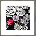 Stand Out Framed Print