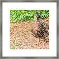 Standing Duck Colored Pencil Framed Print