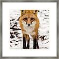Staredown With Red Fox During Winter In Stoughton Wisconsin Framed Print