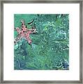 Starfish Saluting Framed Print