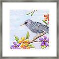 Starling Bird With Flowers Framed Print