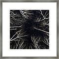 Starry Winter Birch Forest Framed Print