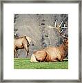 Stately Repose Framed Print