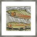 Steelhead Framed Print