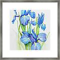 Stems Of Blue Iris Framed Print