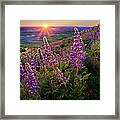 Steptoe Butte Lupine At Sunset Framed Print