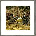 Strutters And Hens Framed Print