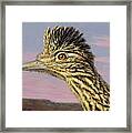 Study Of A Roadrunner Framed Print