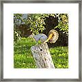 Stumped Squirrel Framed Print