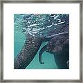 Submerged Indian Elephant Calf And Framed Print