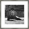 Sultan The Lion Framed Print