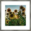 Sun And Sunnflowers Framed Print