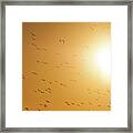 Sun Birds Framed Print