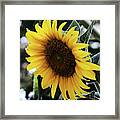 Sun Flower Framed Print