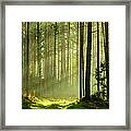 Sunbeams Breaking Through Pine Tree Framed Print