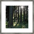 Sunbeams In Forest Framed Print