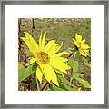 Sunflower 58 Framed Print