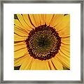 Sunflower Closeup Framed Print